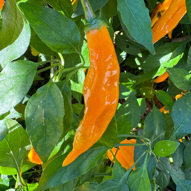 Yellow Pasilla Mixe Chili or Yellow Pasilla de Oaxaca - Seeds - The Pepper Pantry (Formerly Marie Sharp's)